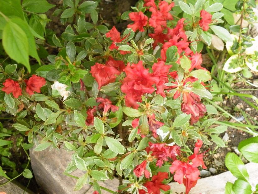  - 2017 in gradina mea