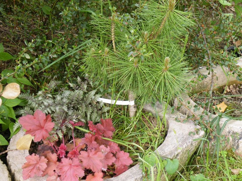  - 2017 in gradina mea