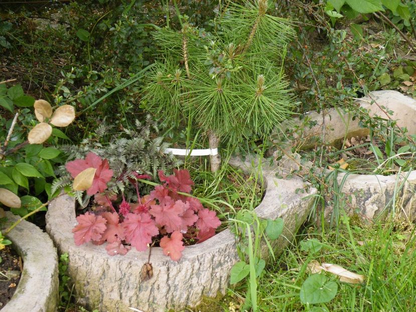  - 2017 in gradina mea