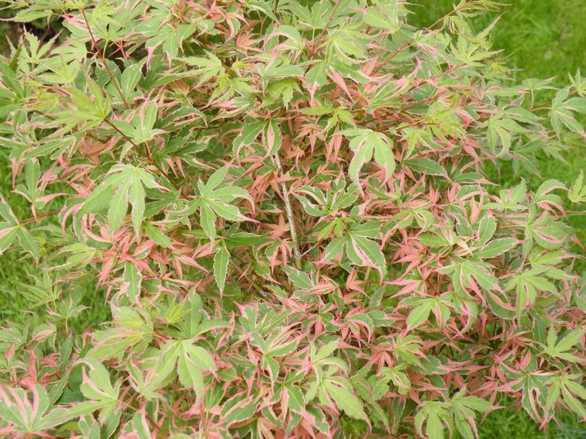  - 2017 in gradina mea