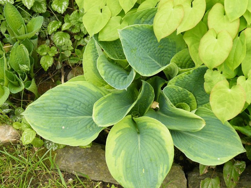 frances williams - 2017 in gradina mea