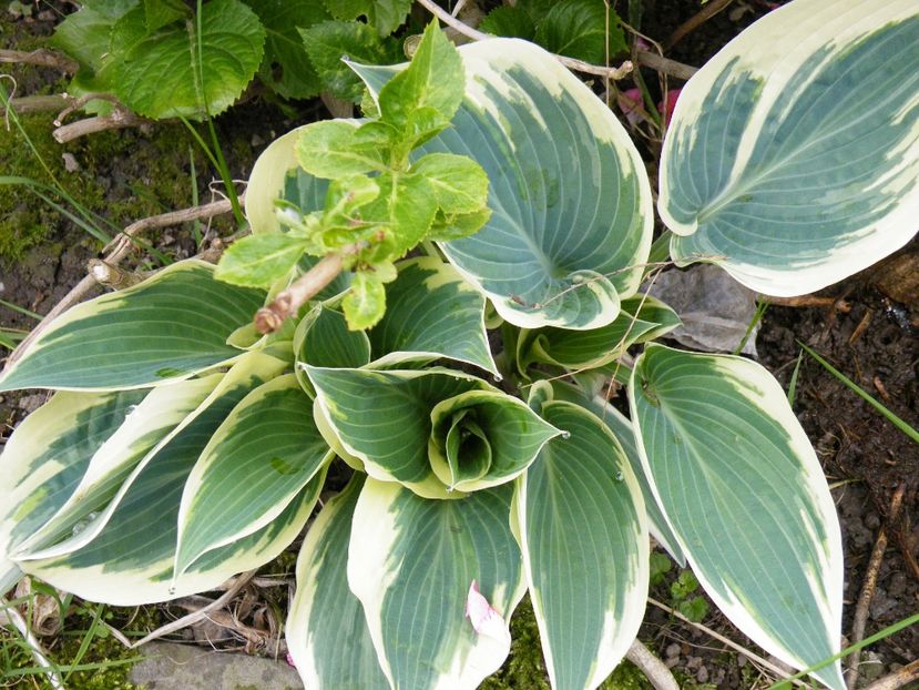 minuteman - 2017 in gradina mea