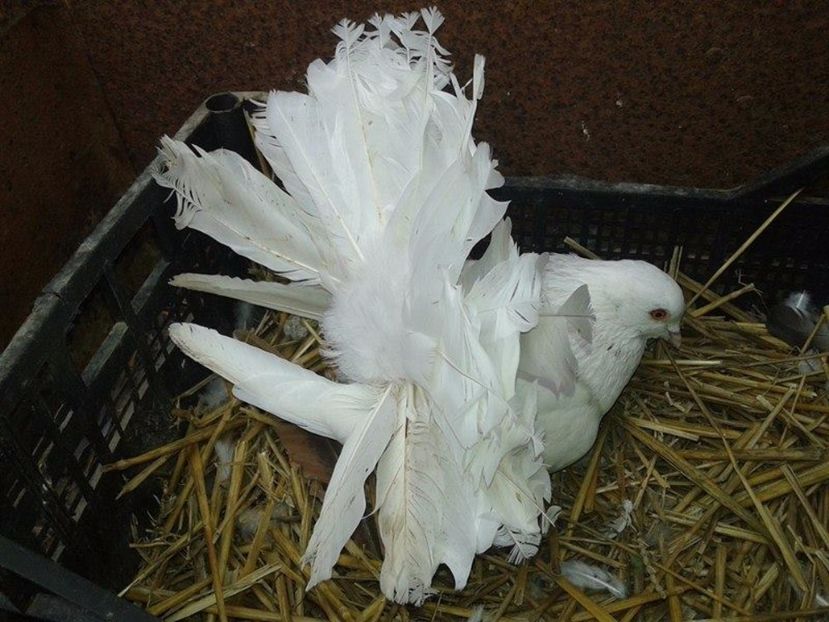 exp (1) - Zzzzz ---- Pui de gaina scosi de porumbei