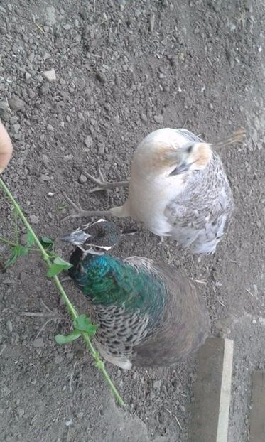 p (1) - C------------Paunii mei Standard si Umar Negru