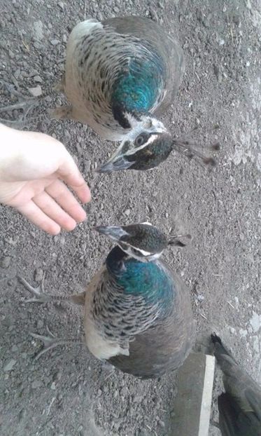 p (2) - C------------Paunii mei Standard si Umar Negru