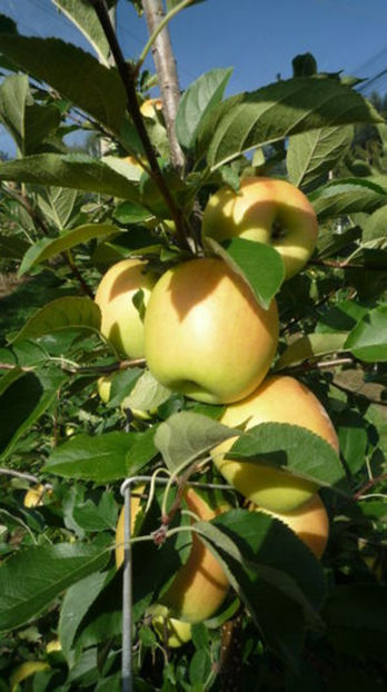 opal - Primavara 2014