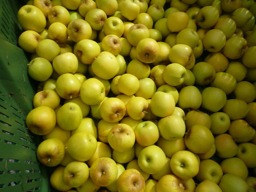 Soi Opal - Primavara 2014