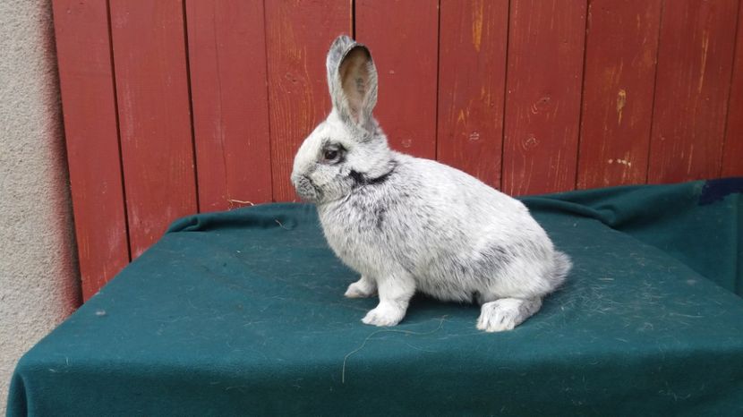 poza 01.05.2017 - fem 6 RO12 174 CAMP NAT 2017