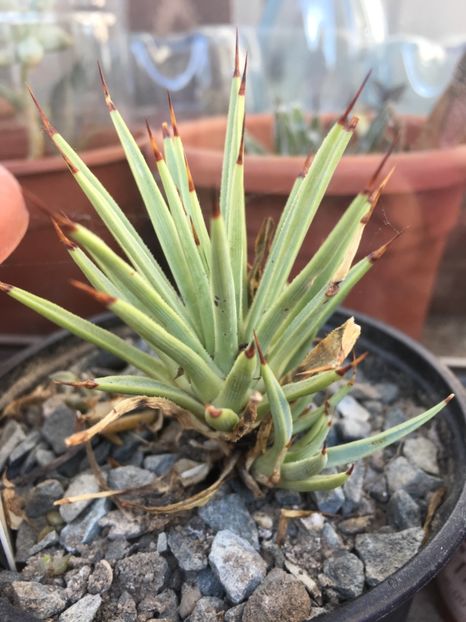 Agave stricta nana - Agave 2017