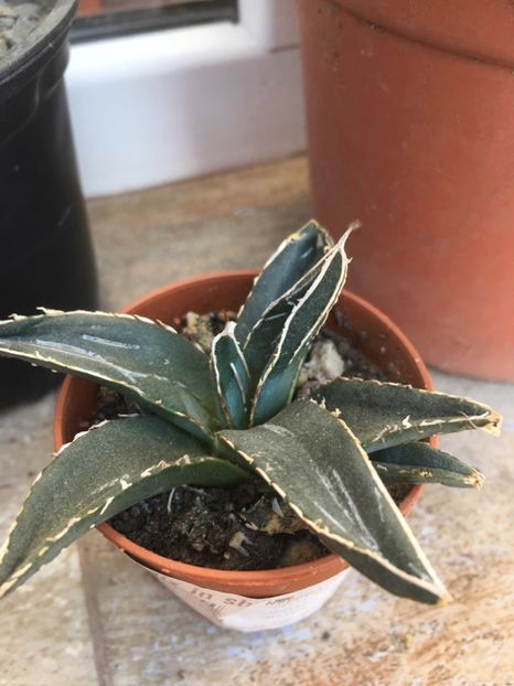  - Colectia mea de agave