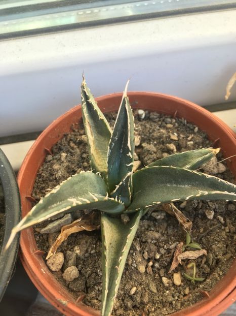  - Colectia mea de agave