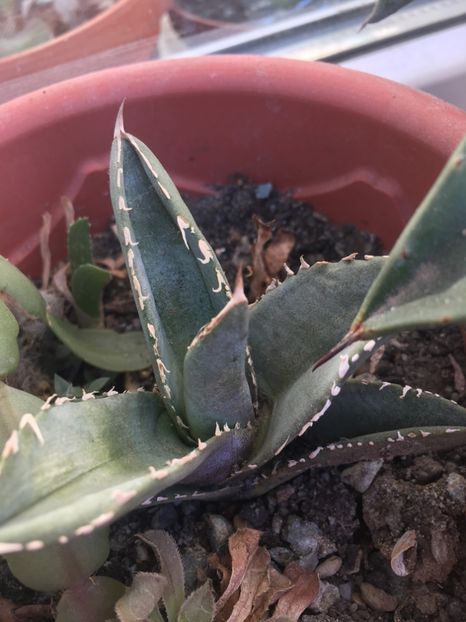  - Colectia mea de agave