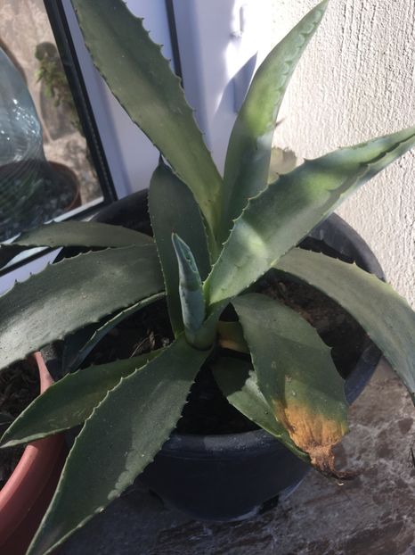  - Colectia mea de agave