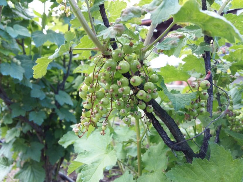  - Arbusti Fructiferi