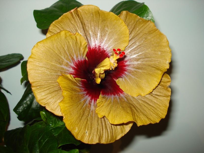  - Hibiscus Magic Mission