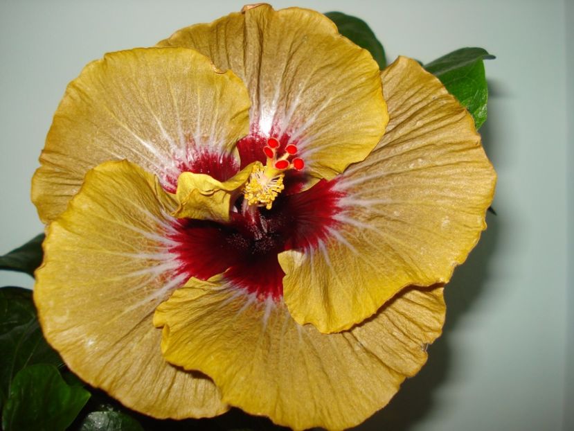  - Hibiscus Magic Mission