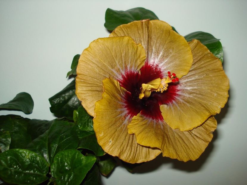  - Hibiscus Magic Mission