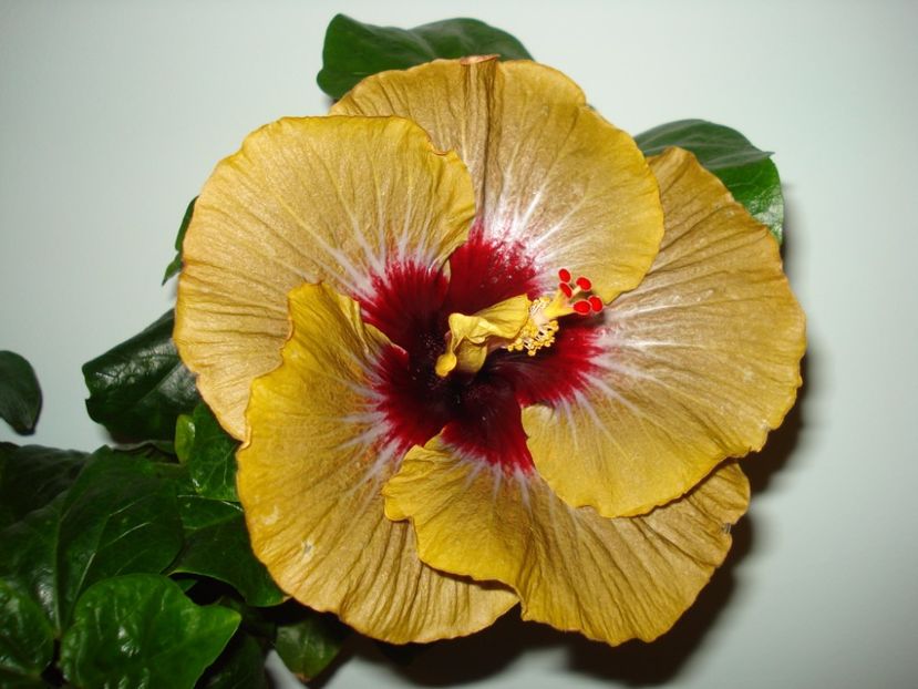  - Hibiscus Magic Mission