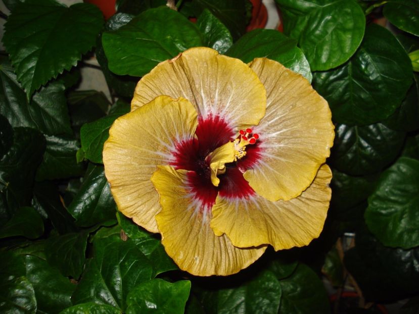  - Hibiscus Magic Mission