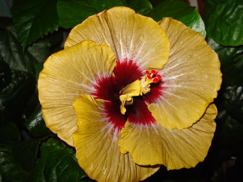  - Hibiscus Magic Mission