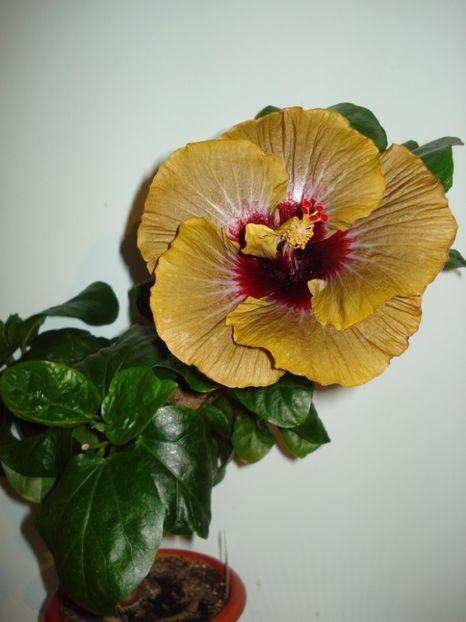  - Hibiscus Magic Mission