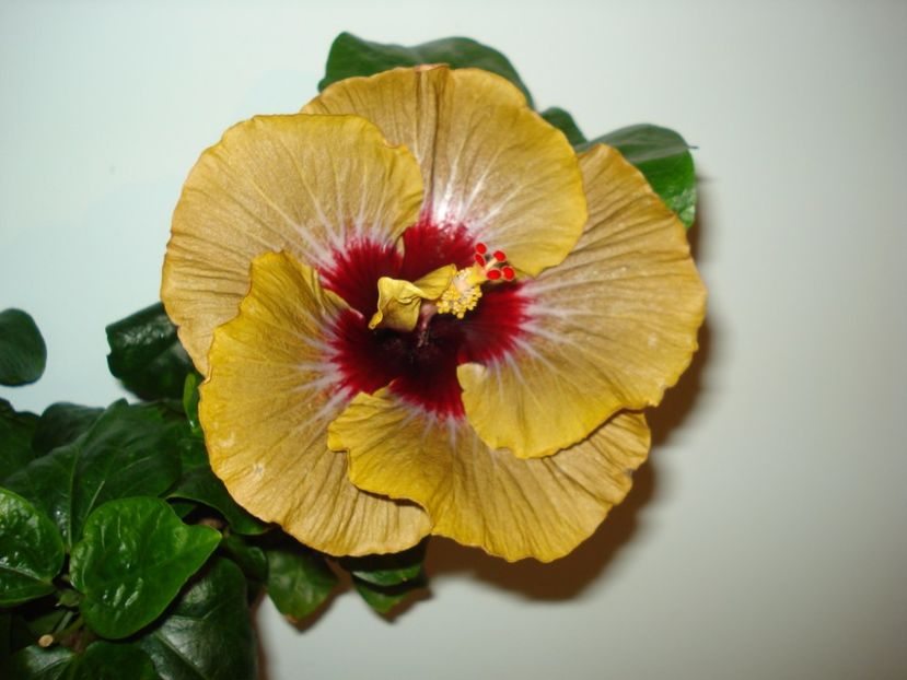  - Hibiscus Magic Mission