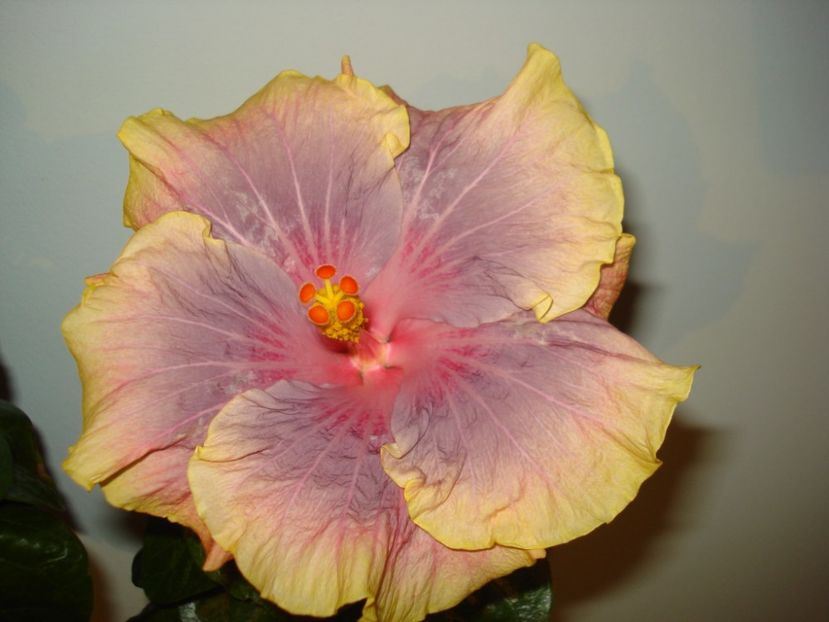  - Hibiscus Persian Rug