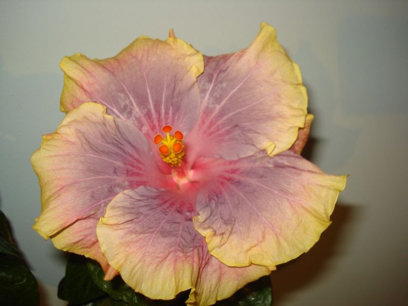  - Hibiscus Persian Rug