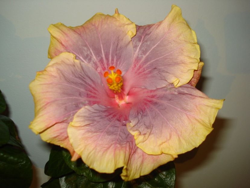 - HIBISCUS 2017