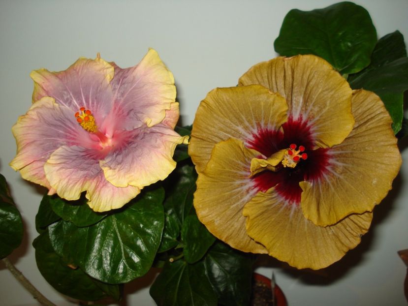  - HIBISCUS 2017