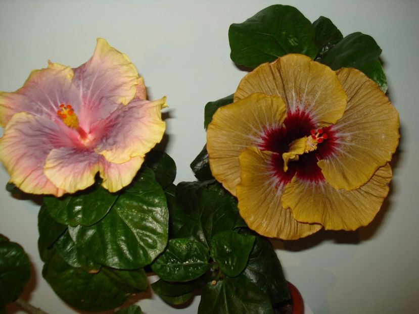  - HIBISCUS 2017