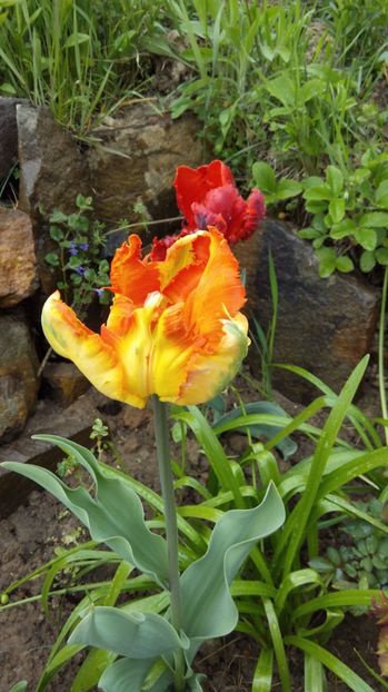  - Flori de primavara 2017