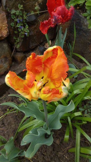  - Flori de primavara 2017