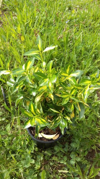  - Flori de primavara 2017