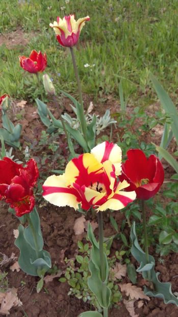  - Flori de primavara 2017