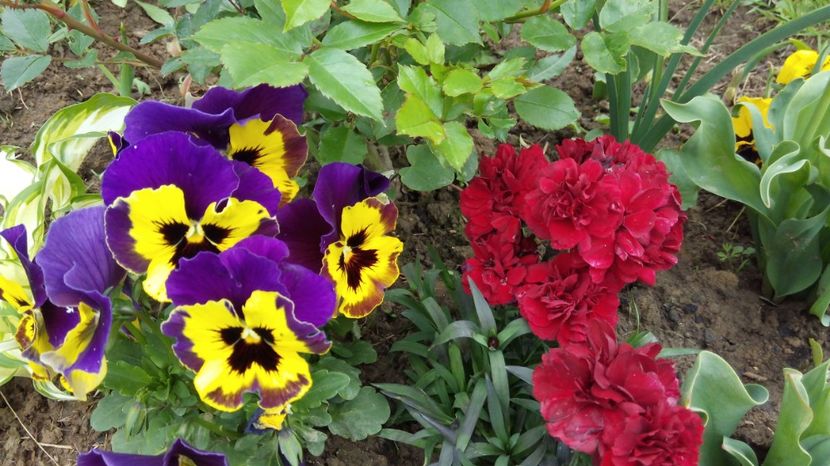  - Flori de primavara 2017