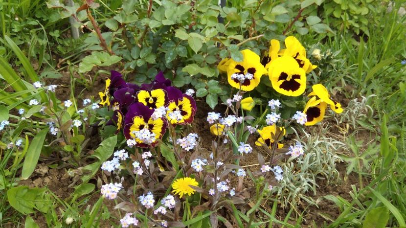  - Flori de primavara 2017