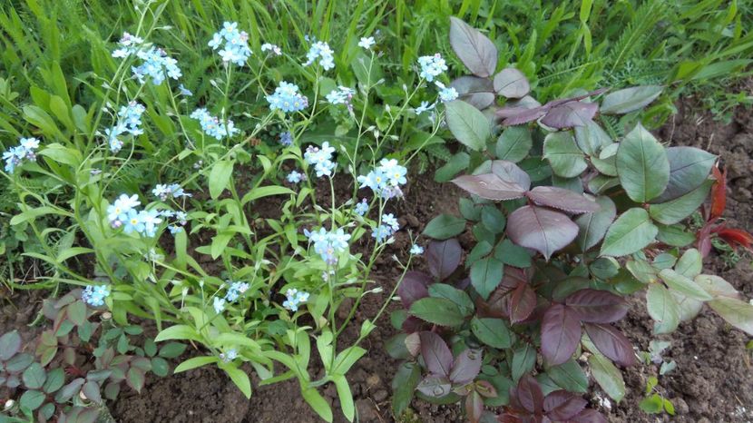  - Flori de primavara 2017