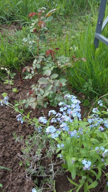  - Flori de primavara 2017