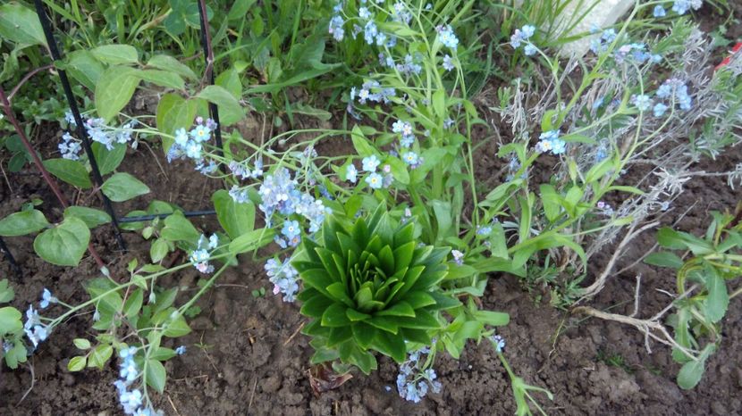  - Flori de primavara 2017