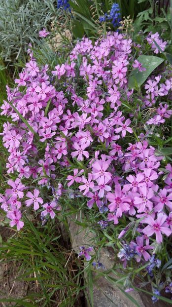  - Flori de primavara 2017