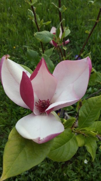  - Flori de primavara 2017