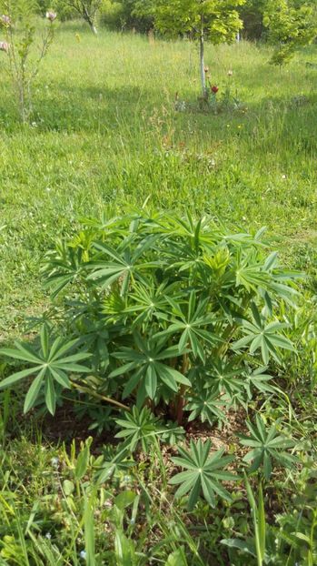  - Flori de primavara 2017