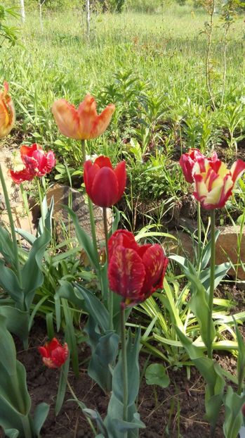  - Flori de primavara 2017