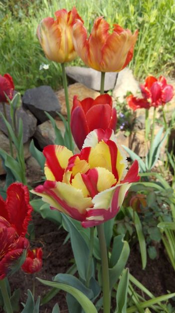  - Flori de primavara 2017