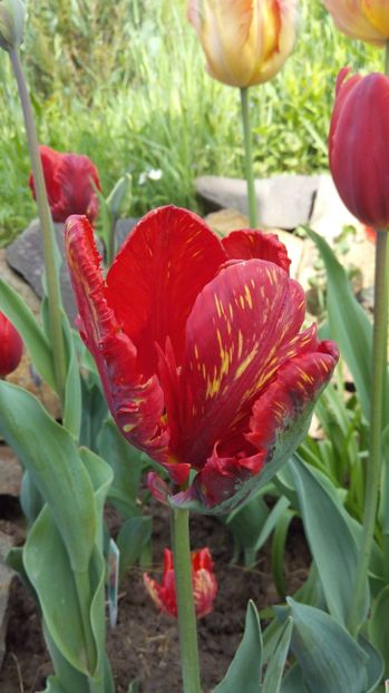  - Flori de primavara 2017