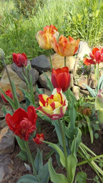  - Flori de primavara 2017