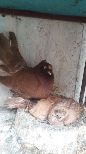  - 11 Jucatori de bucovina 2017