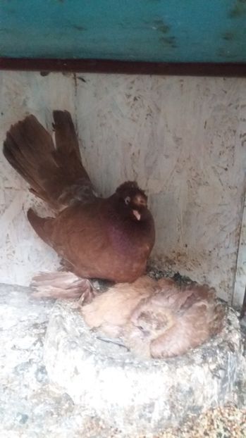  - 11 Jucatori de bucovina 2017