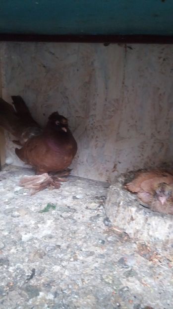  - 11 Jucatori de bucovina 2017